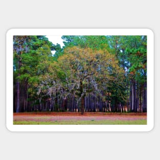 Pine Tree Landscape Sticker